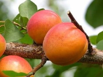 Prunus 'Harcot' (armeniaca) / Abricotier Harcot