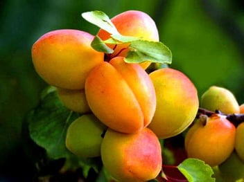 Prunus armeniaca 'Morden 604'