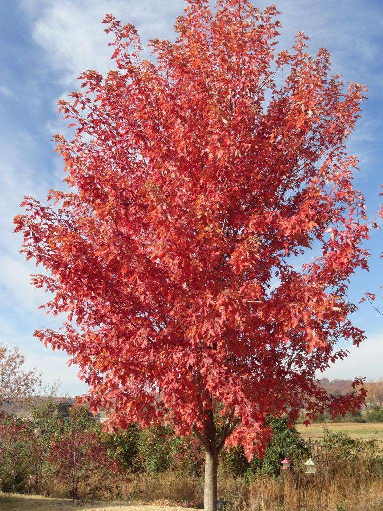 Acer Rubrum Red Sunset / Érable rouge Red Sunset | Pépinière Dominique ...