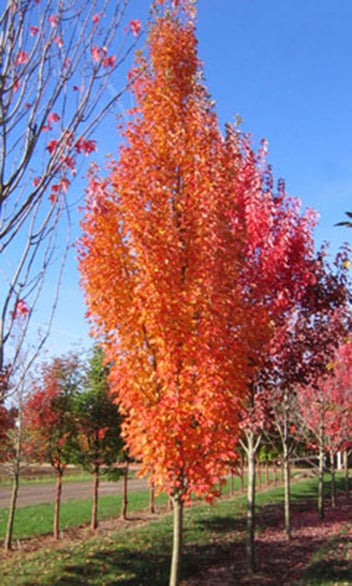 Acer Rubrum Armstrong / Érable rouge Armstrong