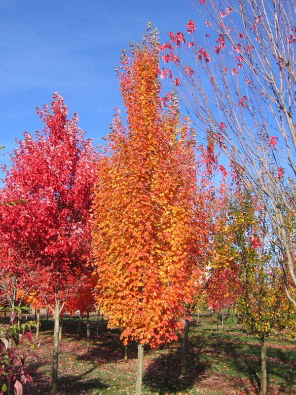 Acer Rouge Acer Rubrum Armstrong / Érable rouge Armstrong | Pépinière Dominique Savio