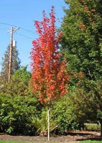 Red Rocket Red Maple