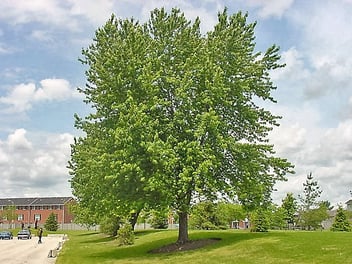 Acer Saccharinum / Érable argenté