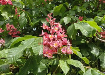 Fort McNair Red Horsechestnut
