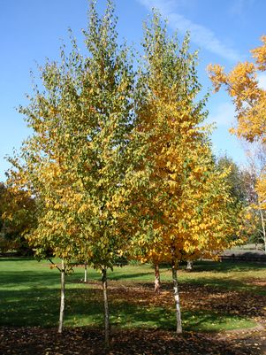 Renaisance Reflection® Paper Birch