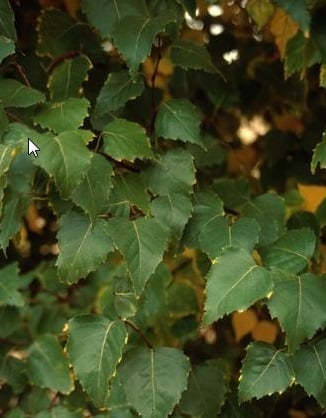 Betula Platyphylla Dakota Pinnacle / Bouleau blanc Dakota Pinnacle