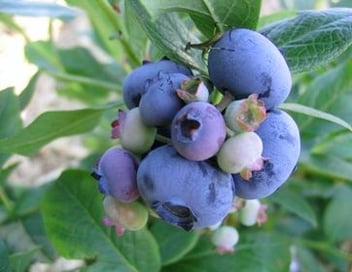Blueberry - Patriot