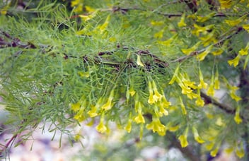 Caragana Arborescens Lorbergii / Caragana semi-pleureur Lorbergii