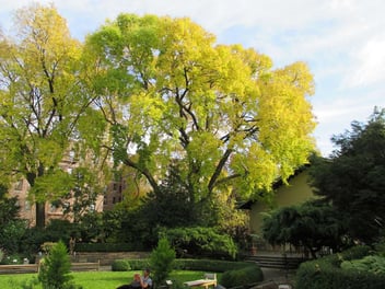 Common Hackberry