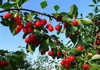 Prunus cerasus 'Northstar'