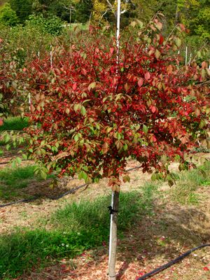Dwarf Winged Euonymus