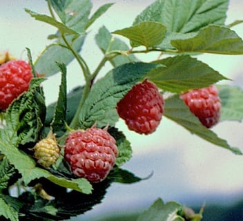 Raspberry - Madawska