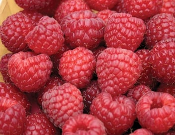 Raspberry - Nova