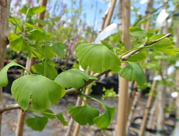 Maidenhair Tree