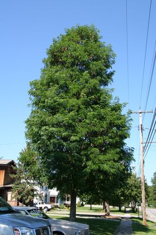 Street Keeper® Honeylocust