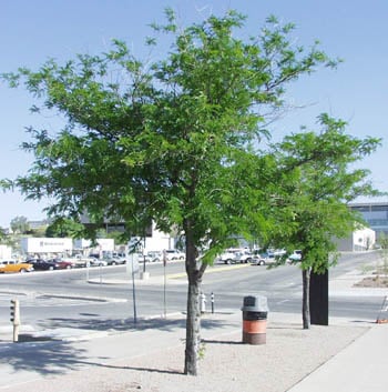 Gleditsia Triacanthos / Févier d'Amérique
