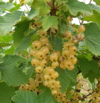 Currant - White Imperial