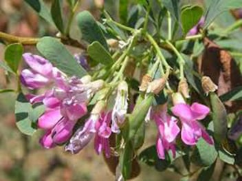 Halimodendron Halodendron / Halimodendron