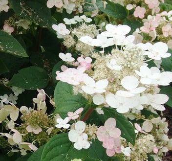 Early Sensation Hydrangea on Standard