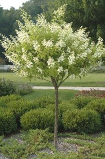 Kyushu Hydrangea on Standard