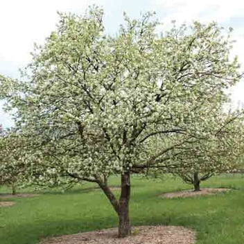 Malus Dolgo / Pommetier Dolgo