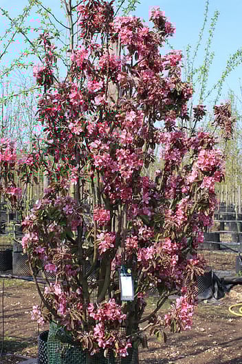 Maypole Crabapple