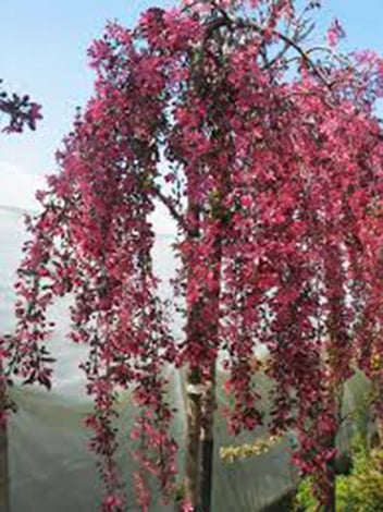 Royal Beauty Crabapple