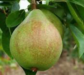 Pyrus communis 'Luscious'