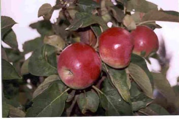 Malus columnare 'McExcel'