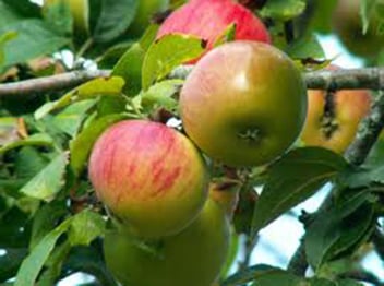 Malus domestica 'Sunrise'