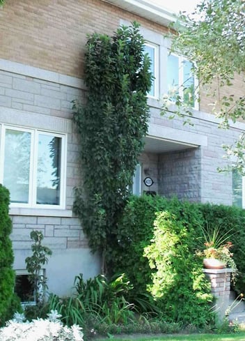 Malus columnare 'Dominique'