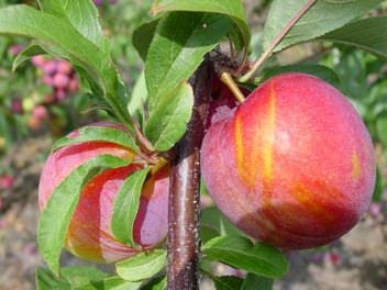 Prunus salicina 'Burbank'