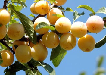 Prunus Domestica Mirabelle / Prunier Européen Mirabelle