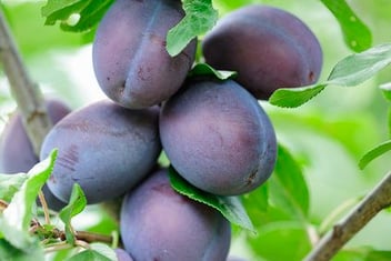 Prunus domestica 'Stanley'