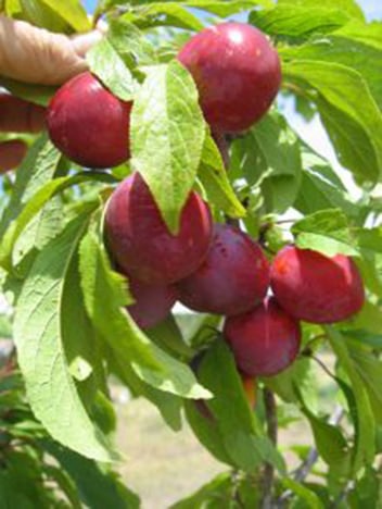 Prunus Waneta / Prunier rustique Waneta