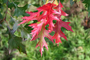 Quercus Coccinea / Chêne écarlate