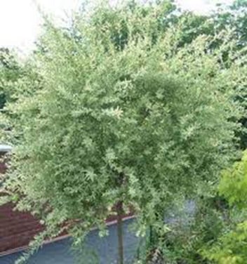 Salix Integra Hakuro-Nishiki / Saule maculé Hakuro-Nishiki
