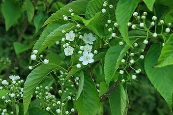 Sorbus Alnifolia / Sorbier de Corée