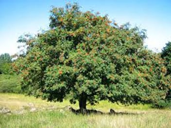 Sorbus Aucuparia / Sorbier d'Europe