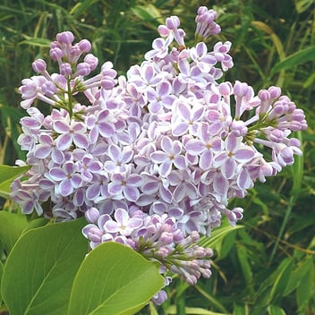 Hybride French Lilac Lilac Wonder Standard