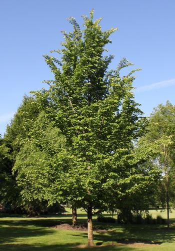 Emerald Sunshine® Elm