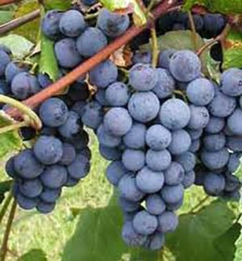 Grape vine - Concord