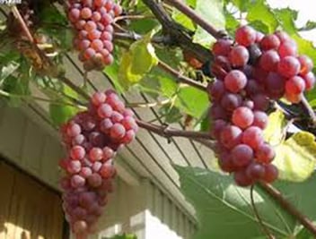 Grape vine - Somerset