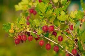 Currant - Welcome