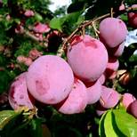 Prunus salicina 'Fofonoff'