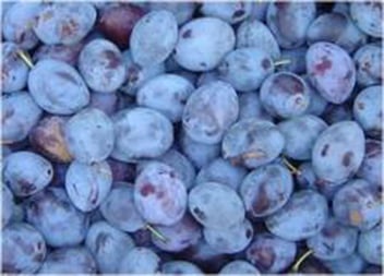 Prunus Domestica Damas / Prunier Européen Damas