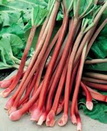 Rhubarbe - Canada Red