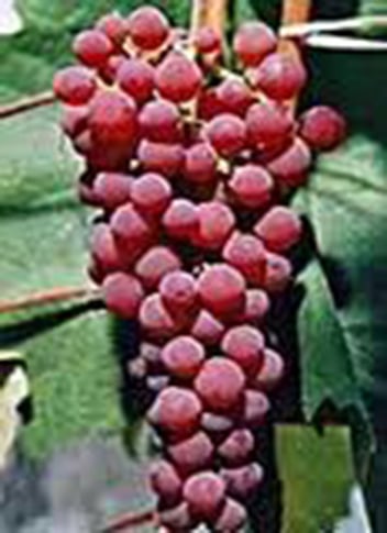 Grape vine - Suffolk red