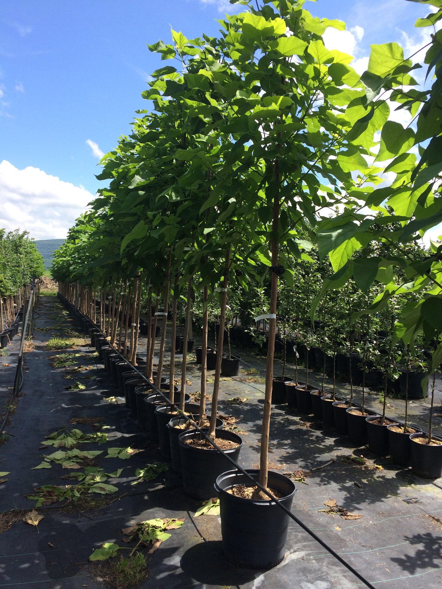 catalpa - speciosa