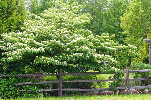 Cornus Alternifolia / Cornouiller à feuilles alternes